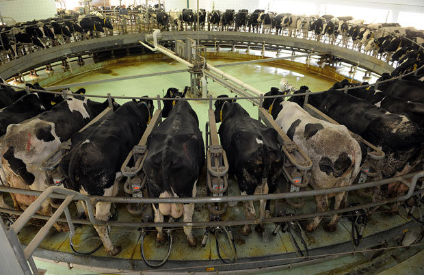 Расне краве спасене од помора